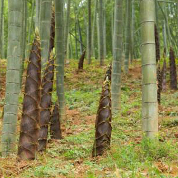 Five months old bamboo shoot