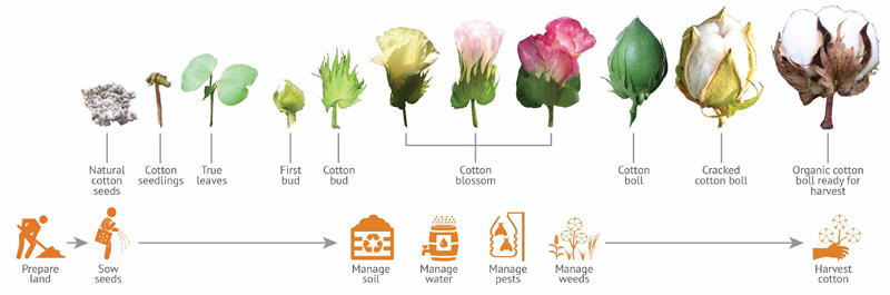 Growing of organic cotton