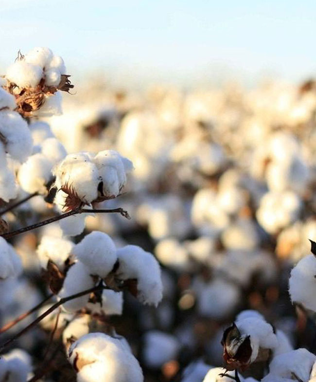 Why Organic Cotton?