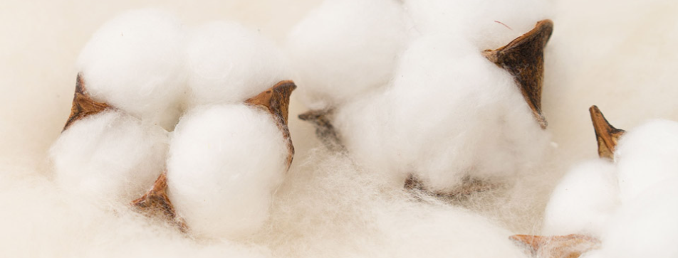 Top_Organic_Cotton_Apparel_Manufacturers_Introduction.png Top_Organic_Cotton_Apparel_Manufacturers_Introduction.png